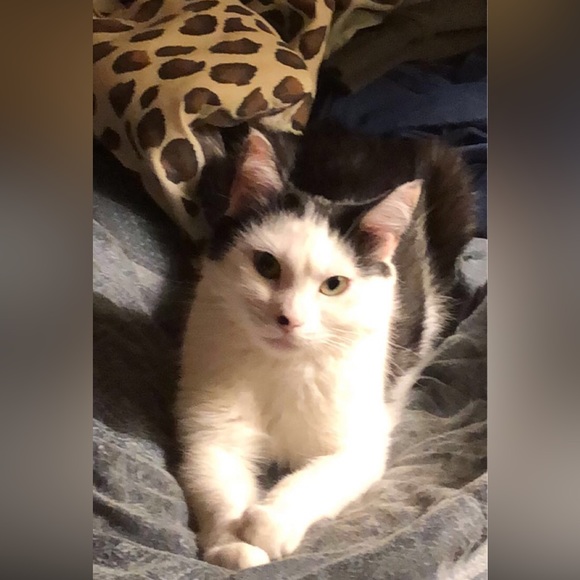 Meet your Posher, Nadine - Picture 4 of 6